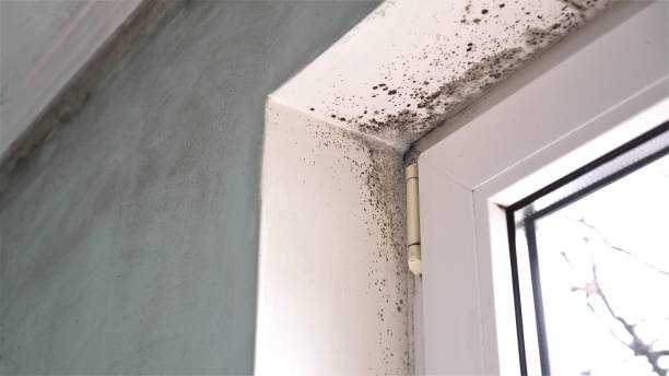 Best Toxic Mold Removal  in Mission, KS
