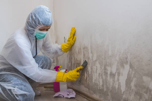 Best Professional Mold Removal  in Mission, KS