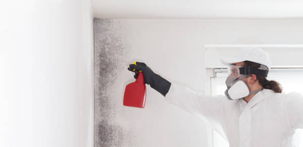 Best Mold Remediation  in Mission, KS