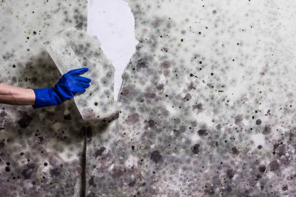 Best Local Mold Removal Service  in Mission, KS
